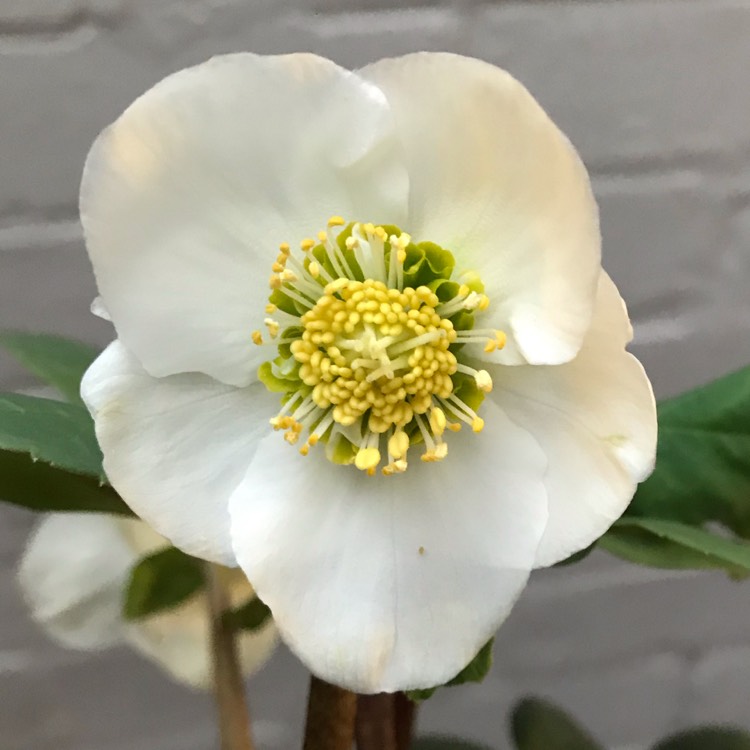 Plant image Helleborus niger 'Christmas Carol'