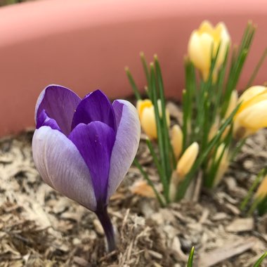 Crocus