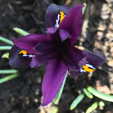 Iris