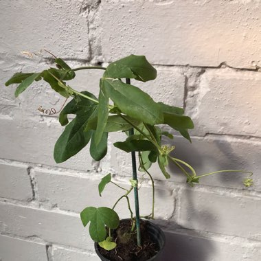 Passiflora caerulea 'Constance Elliot'