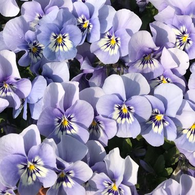 Viola cornuta 'Penny Marina'