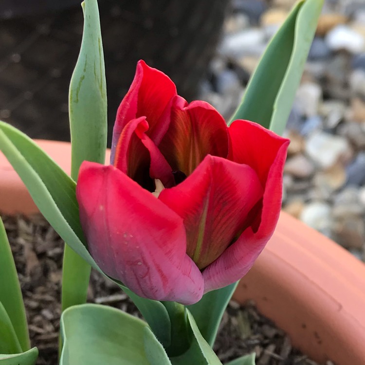 Plant image Tulipa 'Seadov'