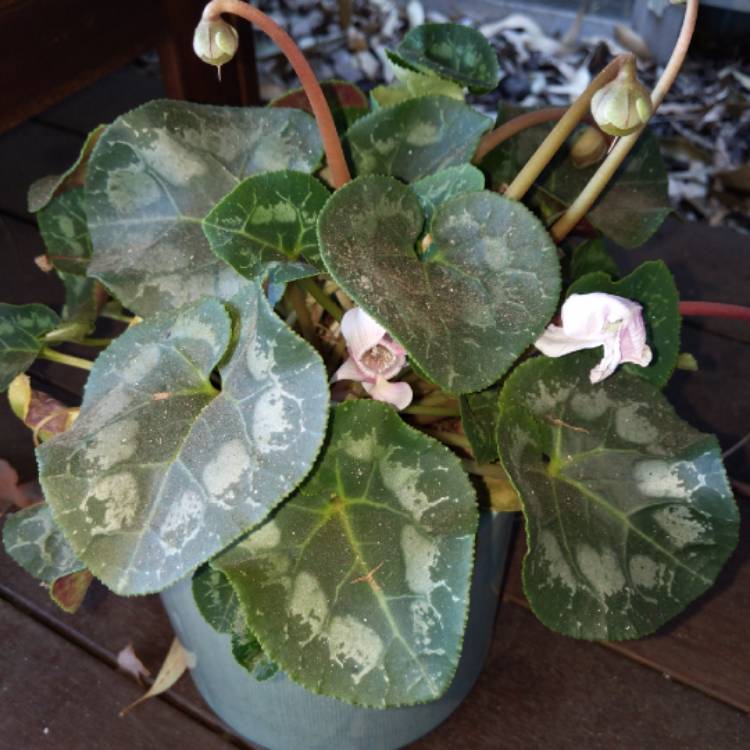 Plant image Cyclamen persicum