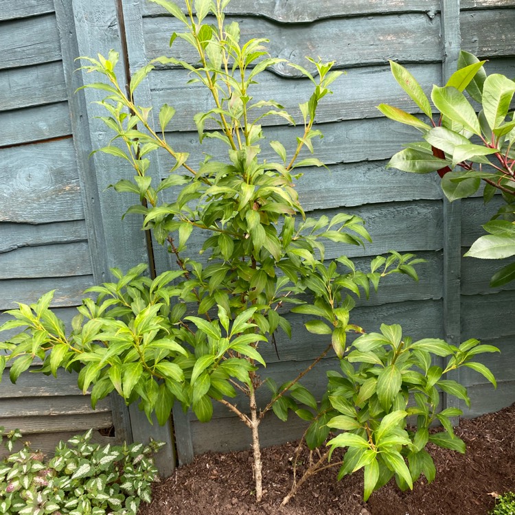 Plant image Forsythia x intermedia 'Beatrix Farrand'