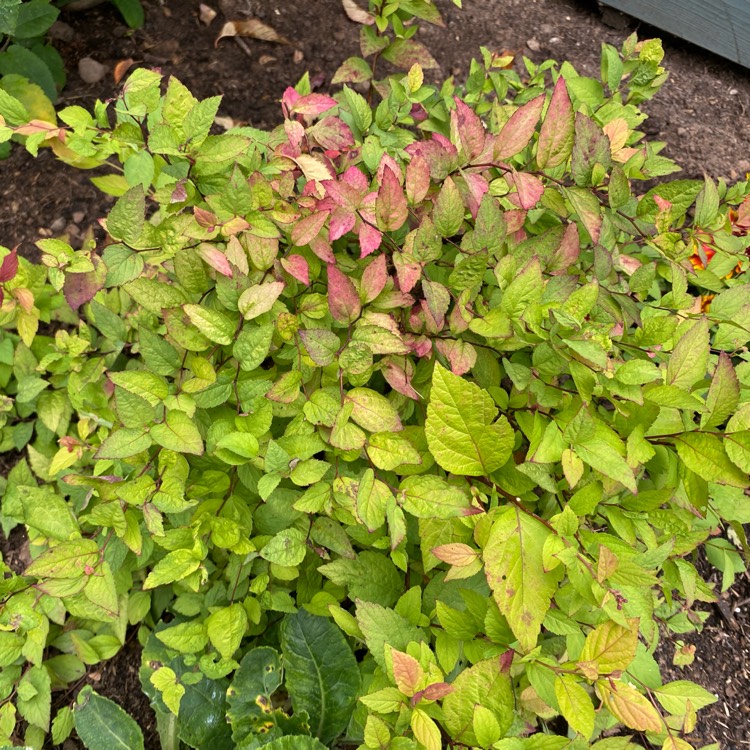 Plant image Spiraea japonica 'Magic Carpet'