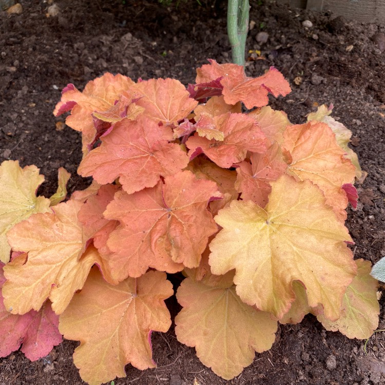 Plant image Heuchera 'Caramel'