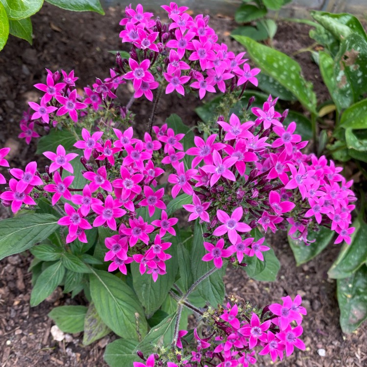 Plant image Pentas lanceolata 'Graffiti Violet'