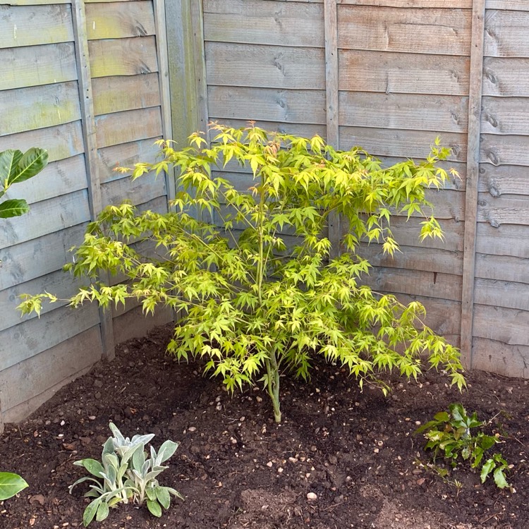 Plant image Acer palmatum 'Katsura'