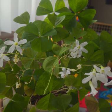 Oxalis triangularis