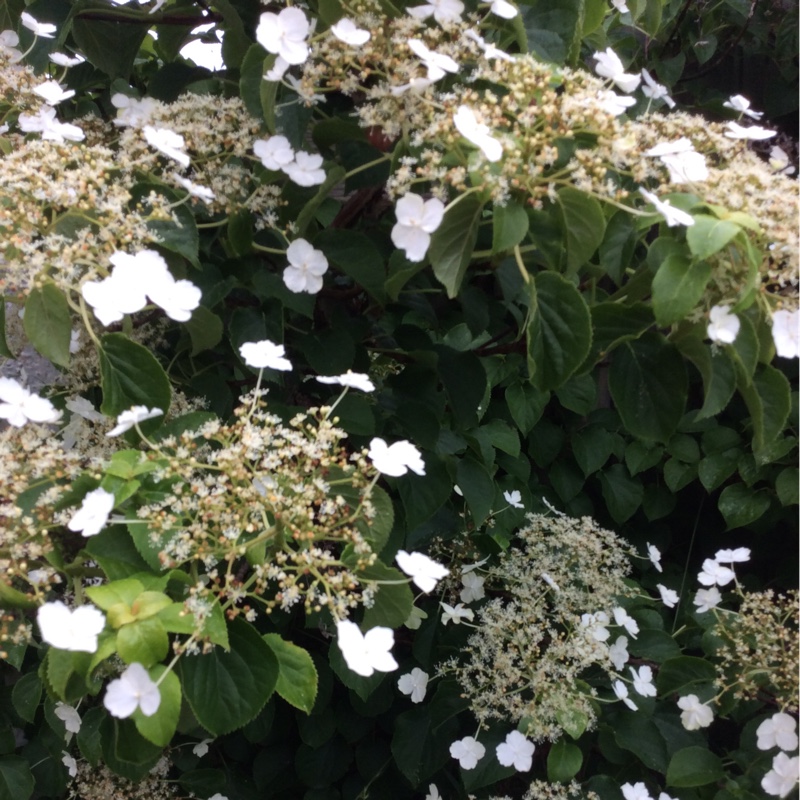 Climbing Hydrangea