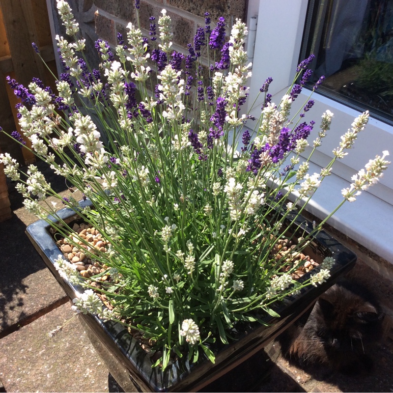 Lavender 'Nana Alba'