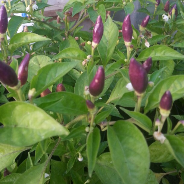 Plant image Capsicum Annuum 'Chenzo'