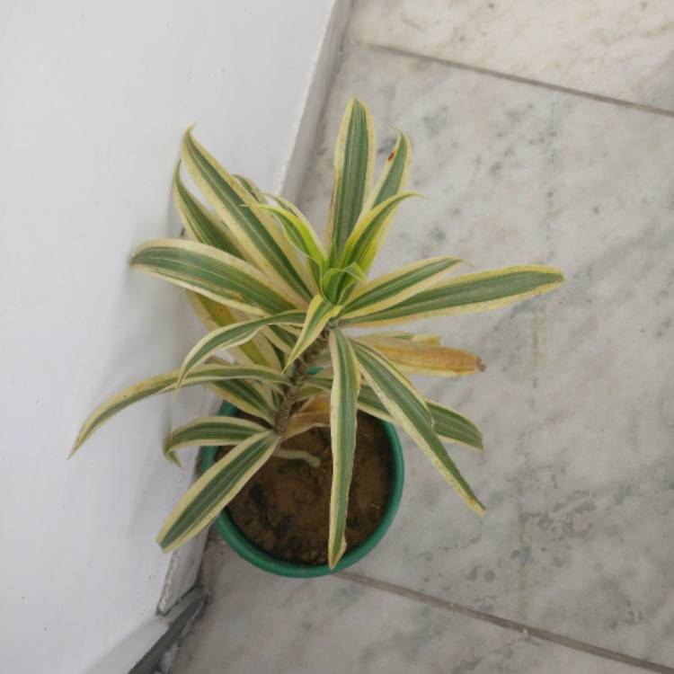 plant image 333541