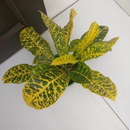 Plant image Codiaeum variegatum 'Sloppy Painter'