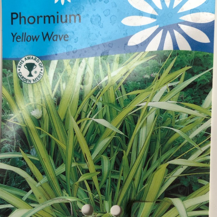 Plant image Phormium 'Yellow Wave'