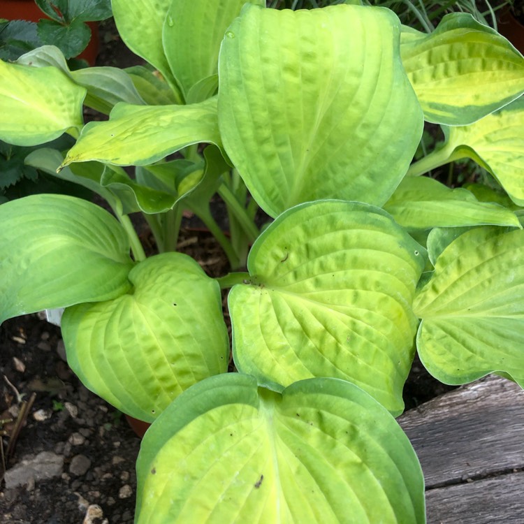 Plant image Hosta 'Gold Standard'