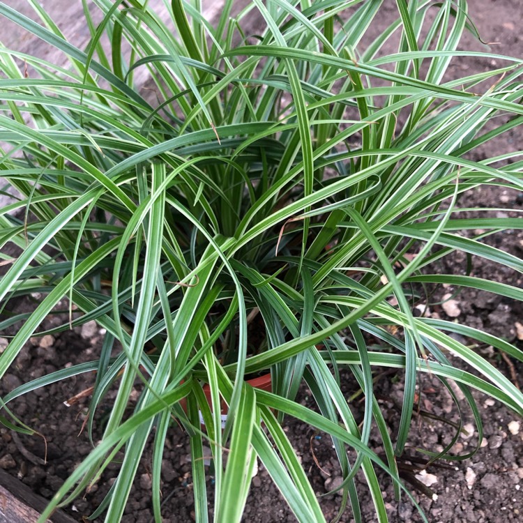 Plant image Carex dolichostachya 'Silver Sceptre'