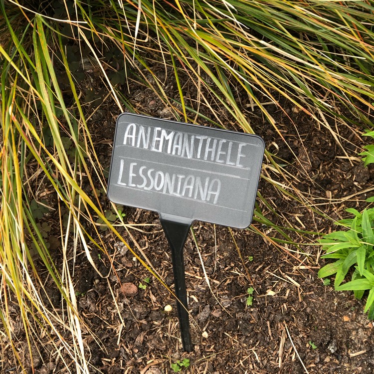 Plant image Anemanthele lessoniana syn. Stipa arundinacea