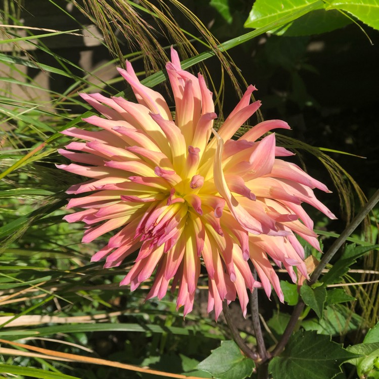 plant image 1097299