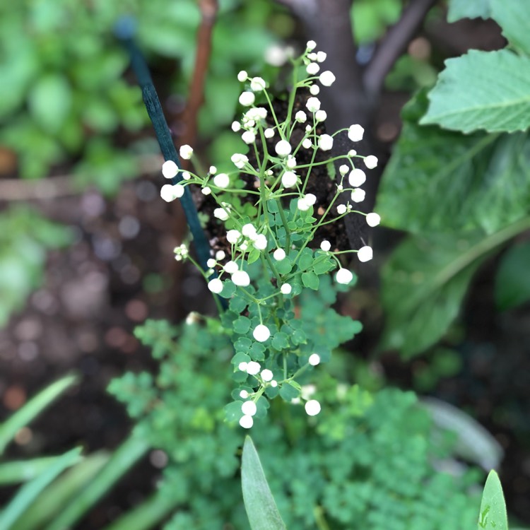 Plant image Thalictrum 'Splendide White'