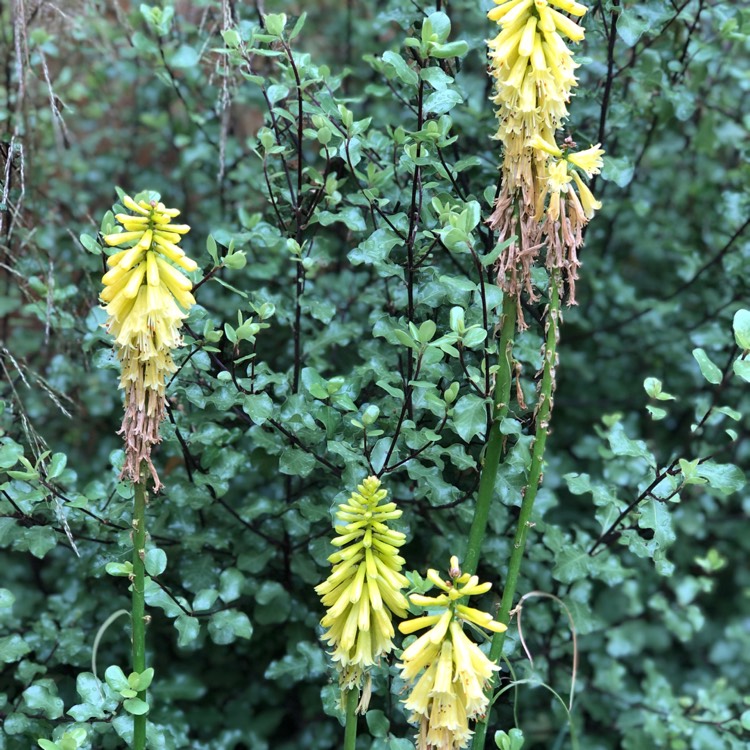 Plant image Kniphofia 'Pineapple Popsicle' (Popsicle Series)