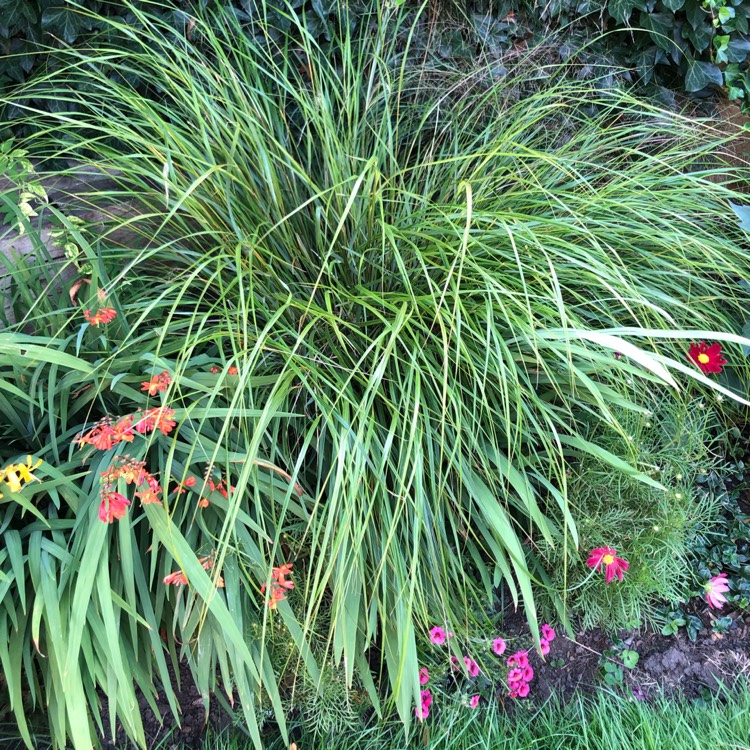 plant image 1140479