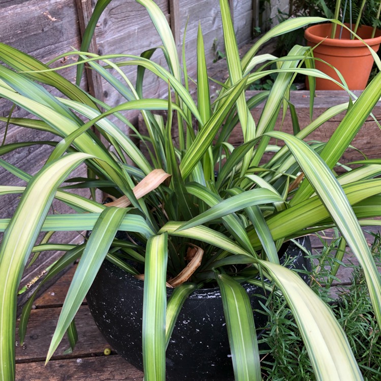 Plant image Phormium 'Yellow Wave'