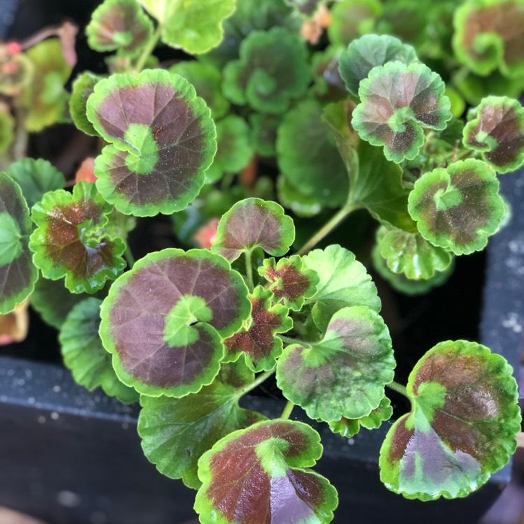 Plant image Pelargonium 'Calliope Big Rose' (Calliope Big Series)