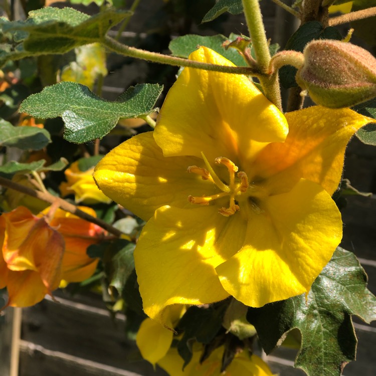 Plant image Fremontodendron 'California Glory'