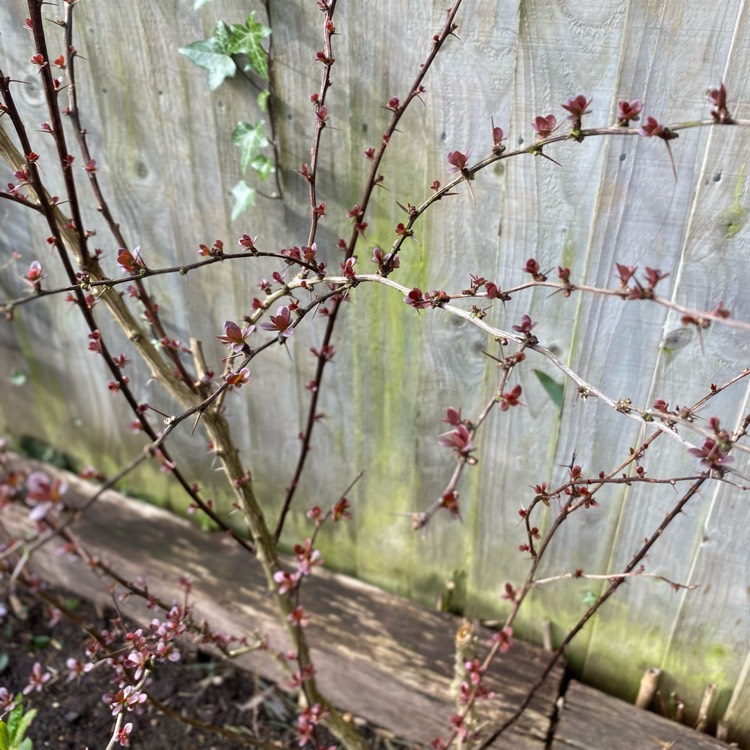 Plant image Berberis thunbergii atropurpurea 'Nana'