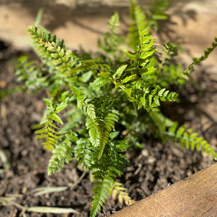 Plant image Polystichum Tsussimense syn. Aspidium tsussimense