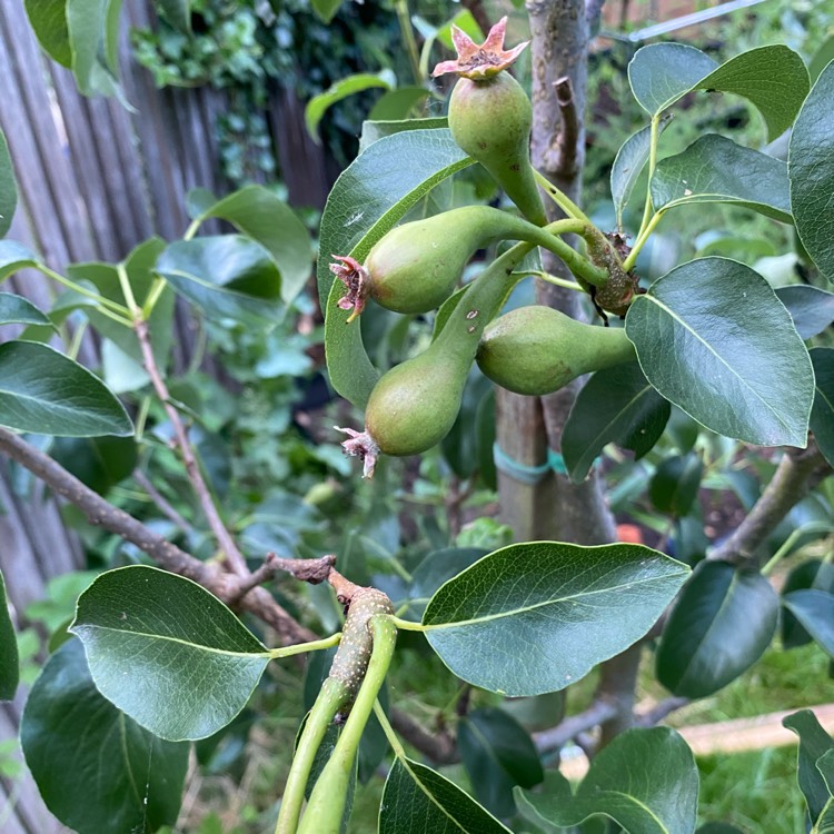 Plant image Pyrus communis 'Concorde'