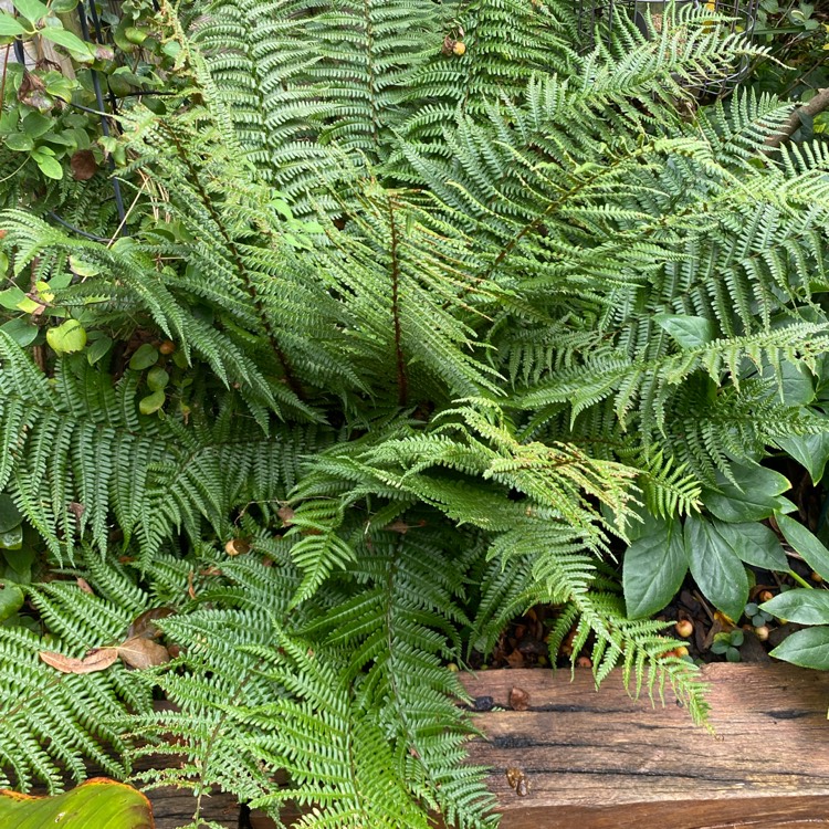 Plant image Dryopteris Affinis