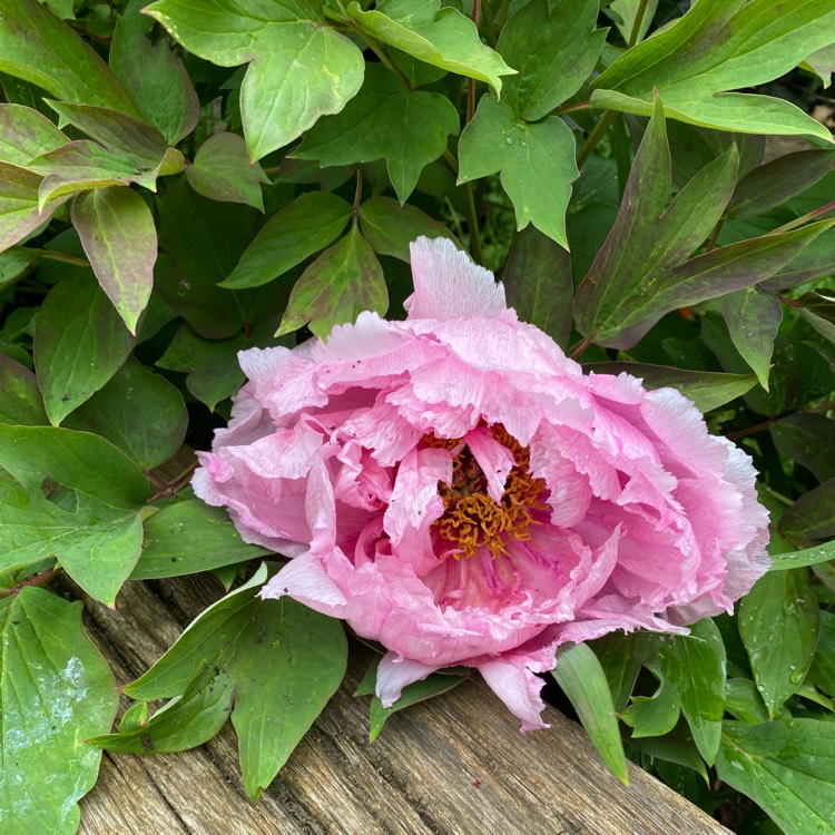 Plant image Paeonia x suffruticosa 'Luo Yang Hong'