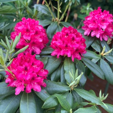 Rhododendron