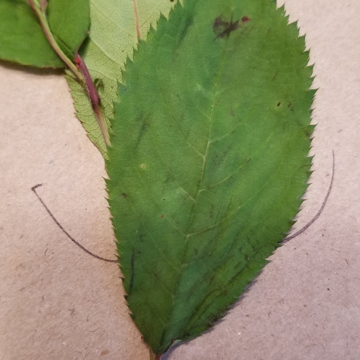 Plant image Amelanchier canadensis