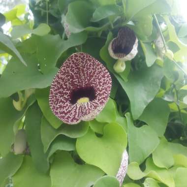 Dutchman's pipe