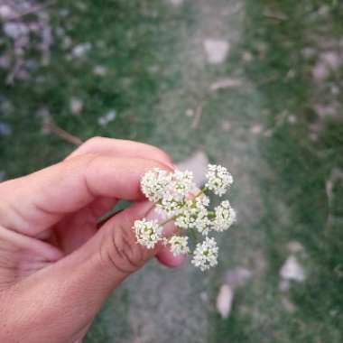 Cow Parsley