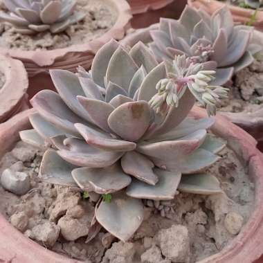 Graptoveria 'Debbi'