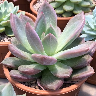 Echeveria 'Champagne'