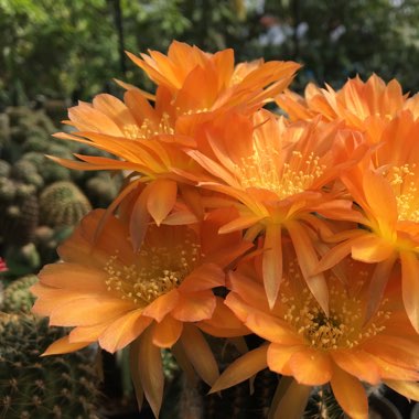 Echinopsis tiegeliana