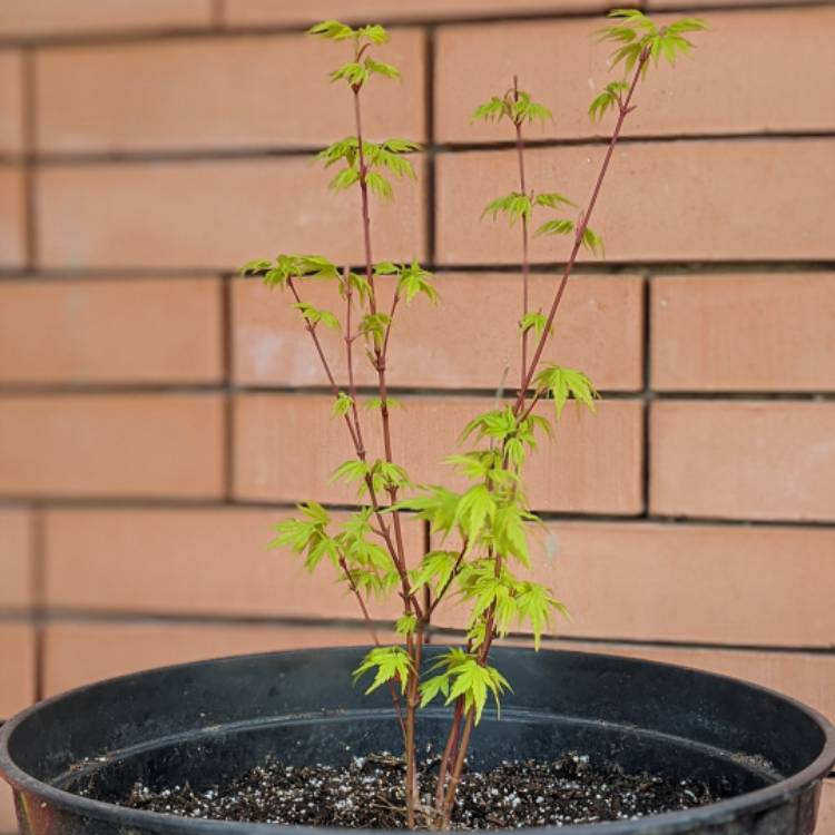 Plant image Acer palmatum 'Sonkootgre' syn. Acer palmatum 'Going Green'