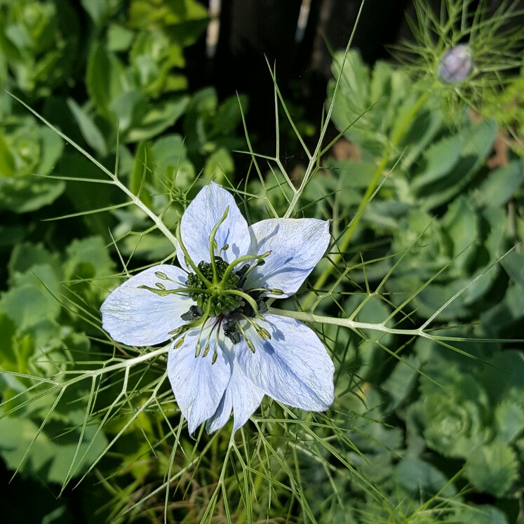 Debbie's garden