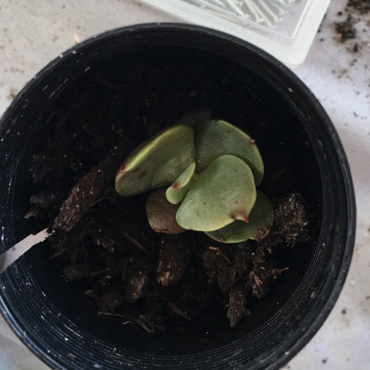 Plant image Echeveria Derosa