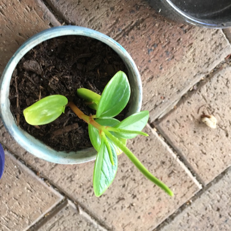 Plant image Peperomia orba 'Pixie Lime'