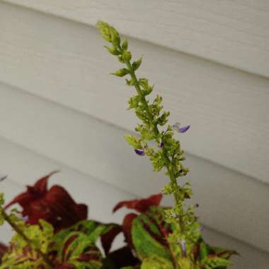 Solenostemon scutellarioides  syn. Plectranthus scutellarioides, Coleus scutellarioides, Coleus blumei