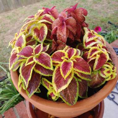 Solenostemon scutellarioides  syn. Plectranthus scutellarioides, Coleus scutellarioides, Coleus blumei