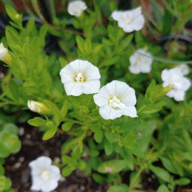 Calibrachoa Superbells® 'White'