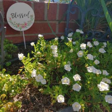 Calibrachoa Superbells® 'White'