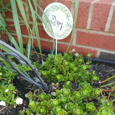 Sedum Tetractinum 'Coral Reef'